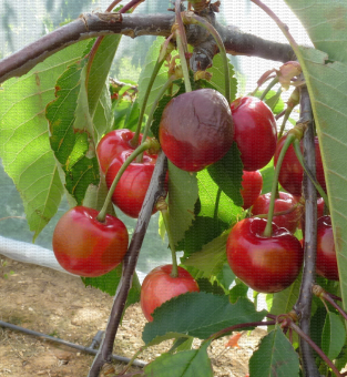 Cerise - Protection monorang du cerisier : frottements sur fruits rouges dus aux filets
